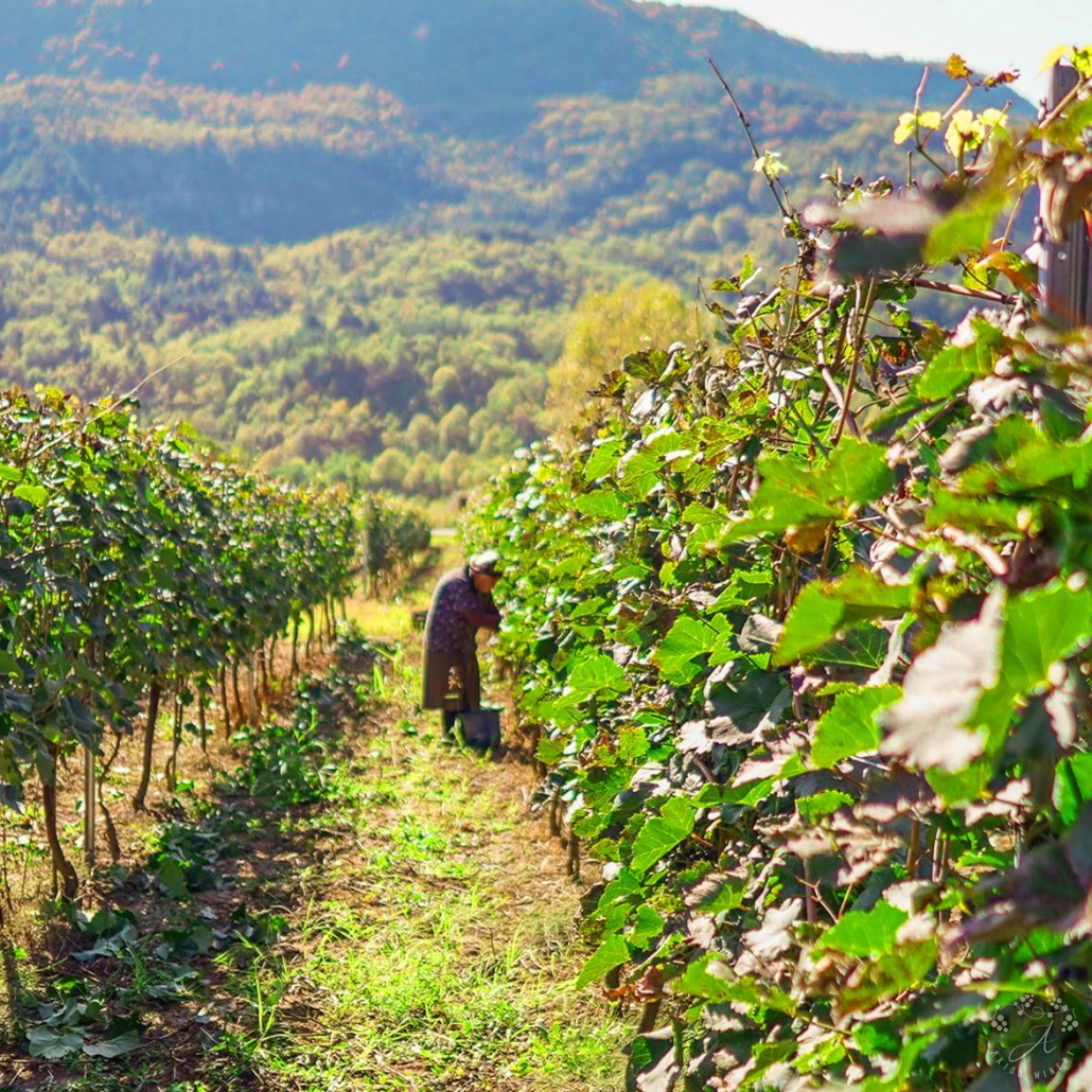 Виноградник